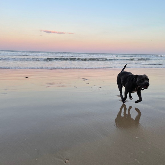 Meet your Posher, Deanne and Ruby πββ¬. - Picture 4 of 16